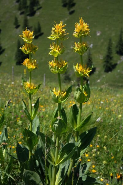 gentianes dans un pré yellow gentian, blossom, bloom, flower, flower wallpaper, nature, yellow, alpine flower, alpine plant, mountain flower, mountain plant, gentiana lutea, gentian, gentiana, gentian growth, gentianaceae, flower background, beautiful flowers, medicinal plant