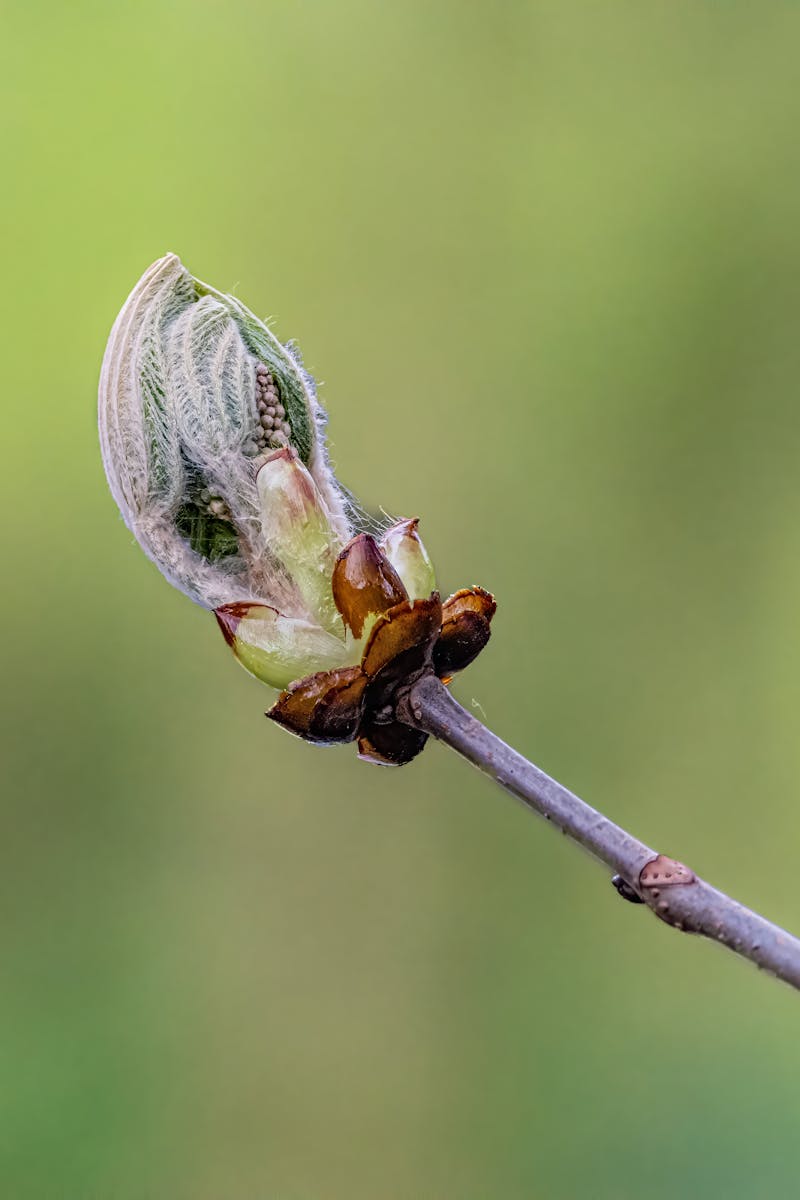 pexels-photo-31349065-31349065-1 Detailed close-up of a chestnut bud unfolding, symbolizing growth and renewal in springtime.