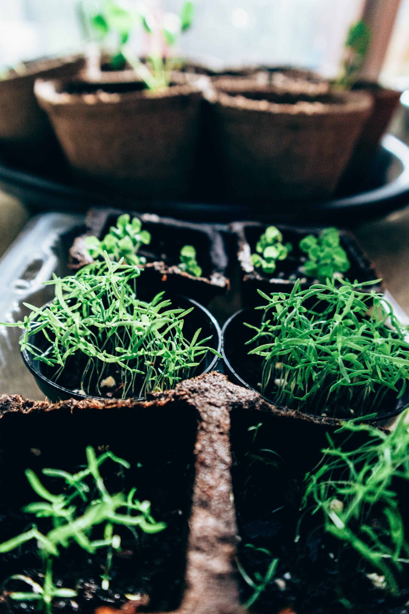 pexels-photo-4258043-4258043 Fresh green seedlings thriving indoors in biodegradable pots, ideal for eco-friendly gardening.