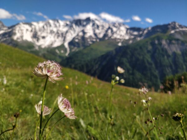  Prairie alpine bordée de montagnes, avec une grande astrance (Astrantia major) au premier plan
