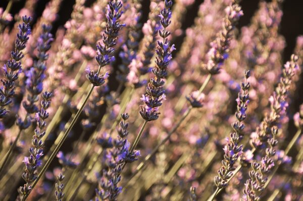 lavender, english lavender, flower, beautiful flowers, herb, scent, volatile oil, flower wallpaper, flower background, aromatic, herbs, nature, aroma, flowers, summer, flora, fragrant, garden, meadow, botany