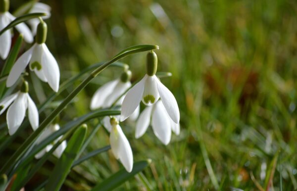 snowdrops, white flowers, flowers, blossoms, flower wallpaper, blooms, signs of spring, spring awakening, flower background, early bloomer, spring, flora, nature, garden, botany, spring flowers, beginning of spring, beautiful flowers, plant, amaryllidaceae, galanthus