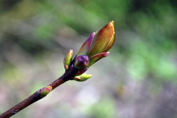 flower, buds, branch, tree, plant, growth, spring, nature, closeup, flower wallpaper, flower background, flower bud, tree bud, beautiful flowers, new life, bud, bourgeon, gemmothérapie