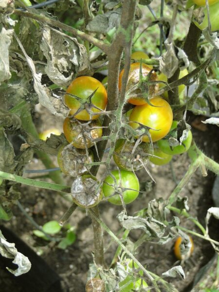 tomato-mildiou tomato, blight, disease, garden, late blight, advanced, spots, lesions, dying, ruined, stems, leaves, fruit, vegetables, gardener, growing, plants, summer, seasonal, problem, blight, blight, blight, blight, blight, late blight, late blight