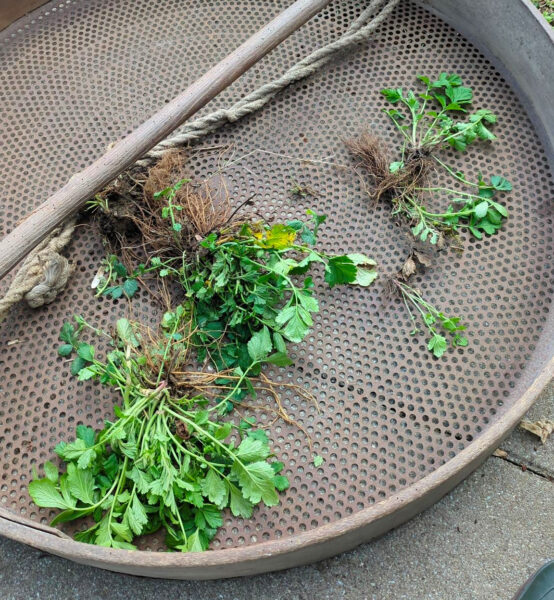 Tamis rempli de plantes