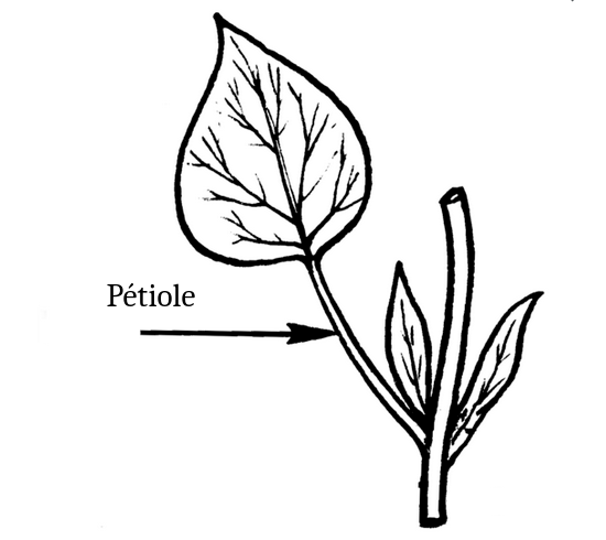 Schéma pétiole
