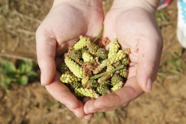 A close-up shot of hands holding unripe pine cones, showcasing natural flora outdoors. Cueillette sauvage