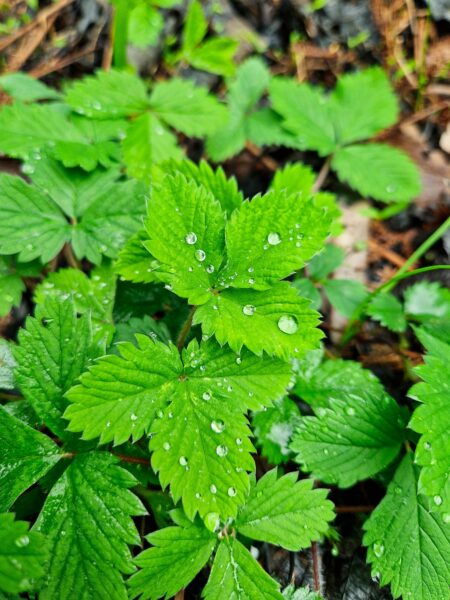 Close-up of raindrops on vibrant green strawberry plant leaves outdoors.