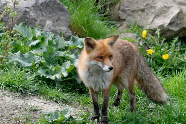 Red fox standing among greenery and rocks in a natural outdoor setting.