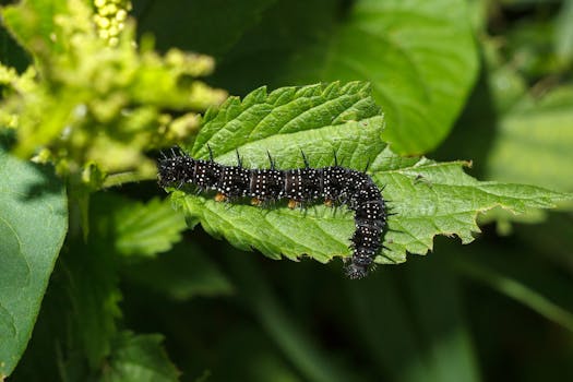Désherber son jardin. Chenille de paon du jour sur une feuille d'ortie