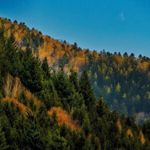 black forest, mountain, woods, forest, trees, nature, landscape, black forest, black forest, mountain, mountain, forest, forest, forest, nature, nature, nature, nature, nature, landscape, landscape