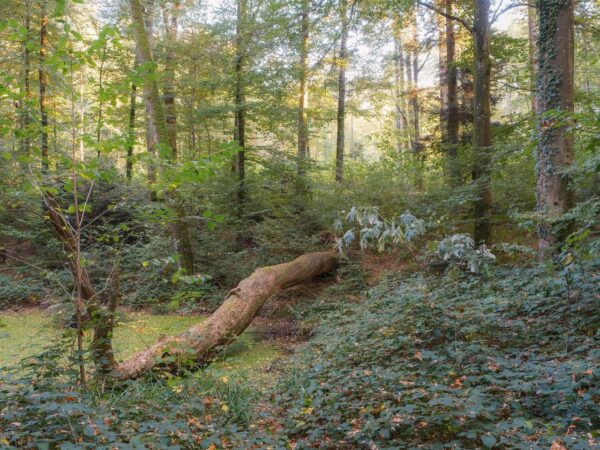pexels-photo-18765525-18765525 Peaceful forest landscape featuring a fallen tree surrounded by lush greenery in the summer.