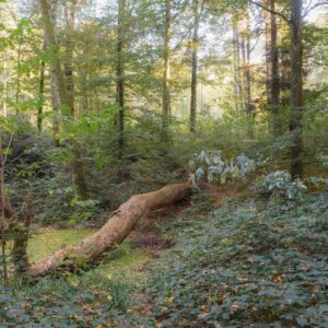 pexels-photo-18765525-18765525 Peaceful forest landscape featuring a fallen tree surrounded by lush greenery in the summer.